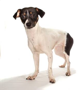 Nelly -  Dachshund and Beagle Dog for Adoption in Oakland Park, Florida - Nelly | PetCurious