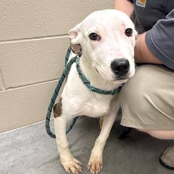 Clyde -  Pit Bull Terrier Dog for Adoption in Edwards, Illinois - Clyde | PetCurious