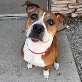Remi -  Mixed Breed Dog for Adoption in Fairport, New York - Remi | PetCurious