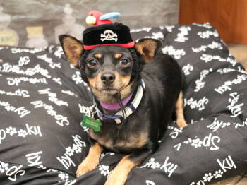 Rescue Miniature Pinscher Dogs for Adoption in Apple Valley, California - Paco | PetCurious
