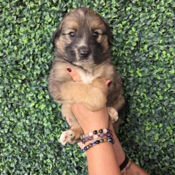 Australian Cattle Dog Blue Heeler and Mixed Breed Dogs Available for Adoption in El Paso, Texas - 60792557 | PetCurious