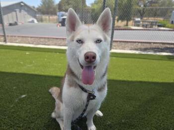 YUKI -  Husky Dog for Adoption in Auburn, California - YUKI | PetCurious