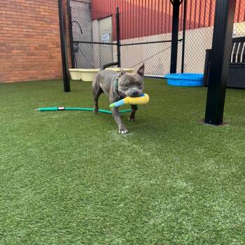 Zor -  Mixed Breed Dog for Adoption in Philadelphia, Pennsylvania - Zor | PetCurious