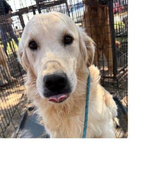 Golden Retriever Dogs Available for Adoption in Thompson Falls, Montana - Wyatt | PetCurious