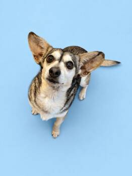 Chihuahua Dogs Available for Adoption in Winnabow, North Carolina - Misty | PetCurious