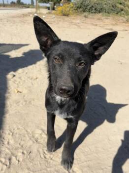 Goose -  German Shepherd Dog and Mixed Breed Dog for Adoption in Fresno, California - Goose | PetCurious