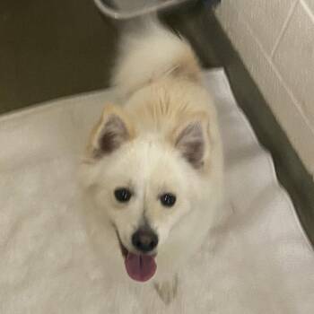 Pomeranian Dogs Available for Adoption - 70360 | PetCurious