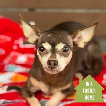 Mrs. Bubbles -  Chihuahua Dog for Adoption in Sacramento, California - Mrs. Bubbles | PetCurious