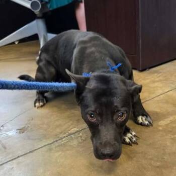 Dory -  Black Labrador Retriever Dog for Adoption in Enterprise, Alabama - Dory | PetCurious