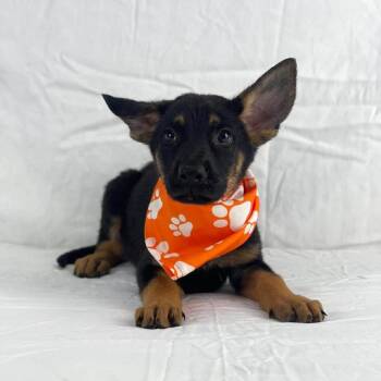 TRUFFLE GS -  German Shepherd Dog Dog for Adoption in Lucas, Texas - TRUFFLE GS | PetCurious