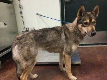 Siberian Husky and Mixed Breed Dogs Available for Adoption in Thousand Palms, California - XENA | PetCurious