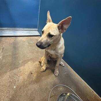 Emma -  Shepherd and Mixed Breed Dog for Adoption in Montgomery, Alabama - Emma | PetCurious