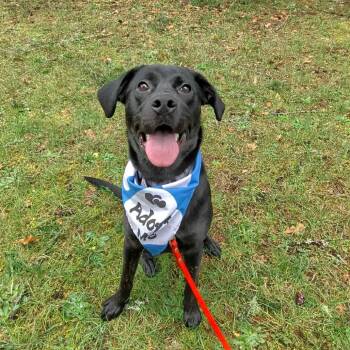 Polly -  Black Labrador Retriever and Mixed Breed Dog for Adoption in Oakville, Washington - Polly | PetCurious