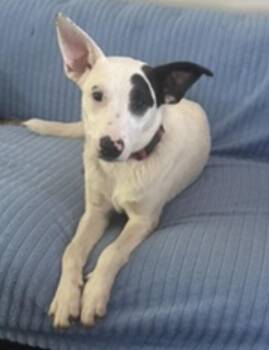 Mikayla -  Australian Cattle Dog Blue Heeler and Bull Terrier Dog for Adoption in Pilot Point, Texas - Mikayla | PetCurious