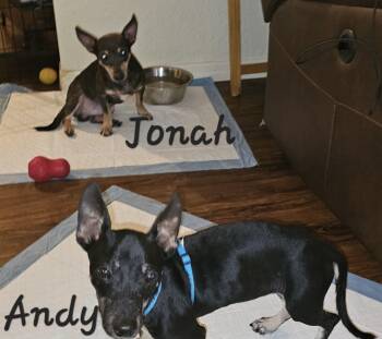 Andy -  Dachshund and Miniature Pinscher Dog for Adoption in Brooksville, Florida - Andy | PetCurious