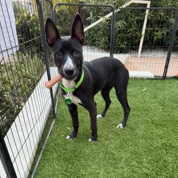 Mai Tai -  Terrier Dog for Adoption in San Diego, California - Mai Tai | PetCurious