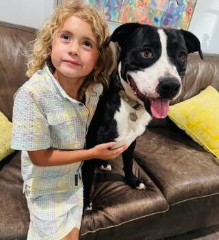 Franky Sinatra a Kids Dream Dog -  Pit Bull Terrier and American Staffordshire Terrier Dog for Adoption in Friendswood, Texas - Franky Sinatra A Kids Dream Dog | PetCurious