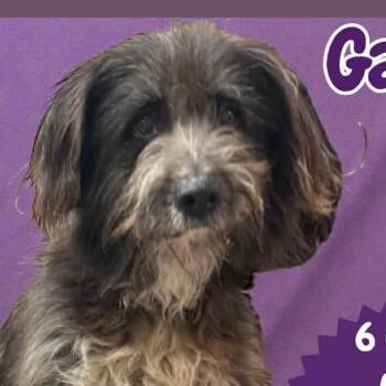 Schnauzer Dogs Available for Adoption - Gatsby | PetCurious