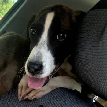 Hamburger -  Mixed Breed Dog for Adoption in Winston-salem, North Carolina - Hamburger | PetCurious