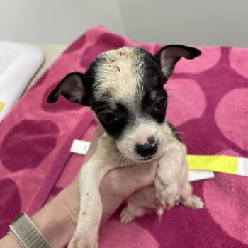 Pickled Cucumber -  Chihuahua Dog for Adoption in Austin, Texas - Pickled Cucumber | PetCurious
