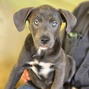 Percy (P Litter) *Adoption Pending* -  Poodle and Mixed Breed Dog for Adoption - Percy (P Litter) *Adoption Pending* | PetCurious