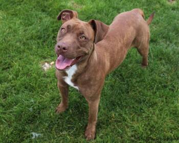 Rescue Pit Bull Terrier Dogs for Adoption in Montrose, Colorado - Nala | PetCurious