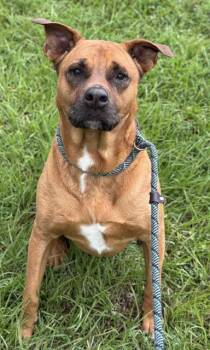 Rescue American Staffordshire Terrier Dogs for Adoption in Fort Lauderdale, Florida - KARMA | PetCurious