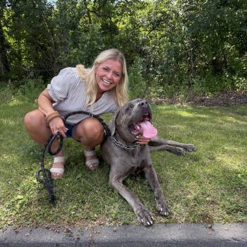 Aro -  Cane Corso Dog for Adoption in Guilford, Connecticut - Aro | PetCurious
