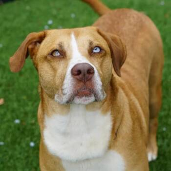 Shepherd and Labrador Retriever Dogs Available for Adoption in Hampton Bays, New York - Gigi | PetCurious