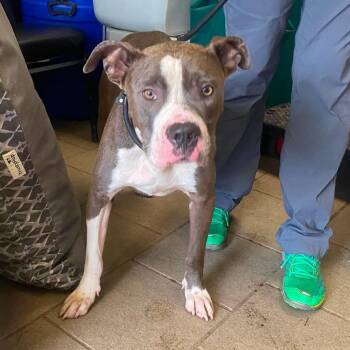Dale Stray Hold 7/11 -  Mixed Breed Dog for Adoption in Huntington, West Virginia - Dale Stray Hold 7/11 | PetCurious