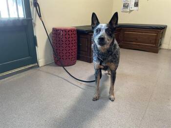 Rescue Australian Cattle Dog Blue Heeler Dogs for Adoption in Pasadena, California - JACE | PetCurious