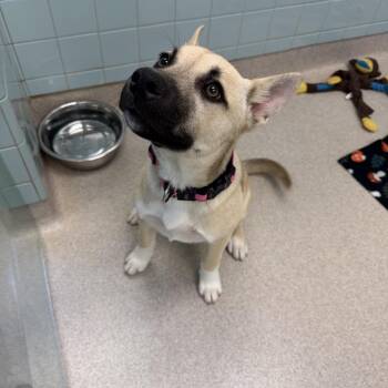 Mixed Breed Dogs Available for Adoption in Columbus, Georgia - Hazel | PetCurious