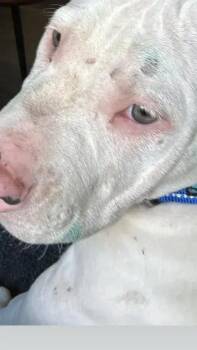 Moose -  Mixed Breed Dog for Adoption in Wyoming, Michigan - Moose | PetCurious