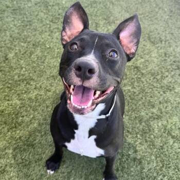 Petunia -  Pit Bull Terrier Dog for Adoption in Long Beach, California - Petunia | PetCurious