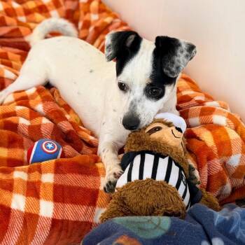 Lucy -  Chihuahua and Mixed Breed Dog for Adoption in Green Bay, Wisconsin - Lucy | PetCurious