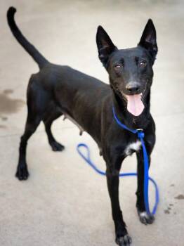 Sweet Potato -  Mixed Breed Dog for Adoption in Chamblee, Georgia - Sweet Potato | PetCurious