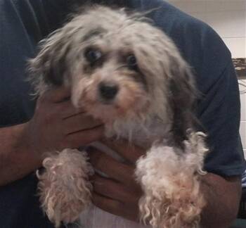 BLAIR -  Poodle and Mixed Breed Dog for Adoption - BLAIR | PetCurious