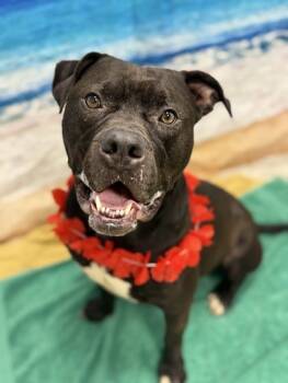 Rescue American Bulldog and Mixed Breed Dogs for Adoption in Twinsburg, Ohio - Habanero | PetCurious