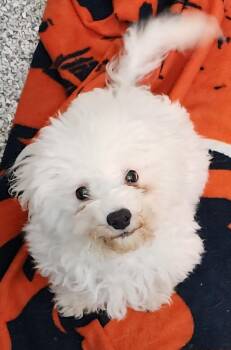 Rescue Bichon Frise Dogs for Adoption in Momence, Illinois - Prince | PetCurious