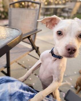 Chihuahua Dogs Available for Adoption - Rolo | PetCurious