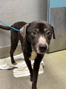 Pit Bull Terrier Dogs Available for Adoption in Las Vegas, Nevada - JIM BOB | PetCurious