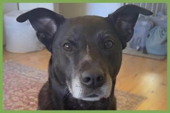 Nola -  Pit Bull Terrier and Labrador Retriever Dog for Adoption in Amherst, Massachusetts - Nola | PetCurious