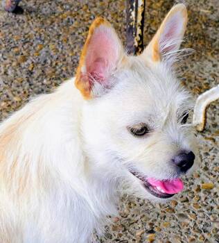 Belle -  Terrier and French Bulldog Dog for Adoption in Deer Park, Texas - Belle | PetCurious