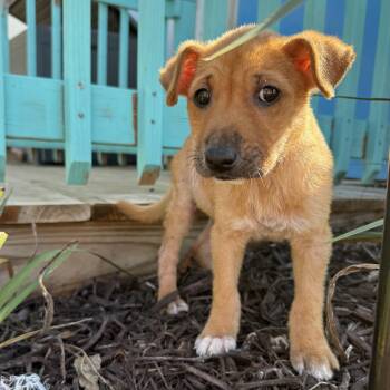 Rescue Mixed Breed Dogs for Adoption in Columbia, South Carolina - Bruce