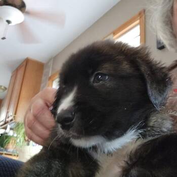 Mick Fleetwood -  Hound and Mixed Breed Dog for Adoption in Shorewood, Illinois - Mick Fleetwood | PetCurious