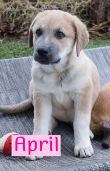 April -  Hound Dog for Adoption in Southlake, Texas - April | PetCurious