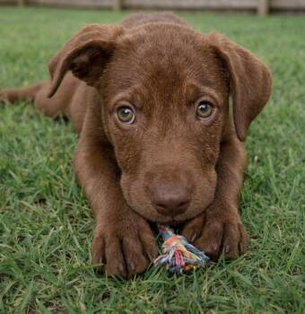 Presley -  Labrador Retriever and Mixed Breed Dog for Adoption in Crown Point, Indiana - Presley | PetCurious