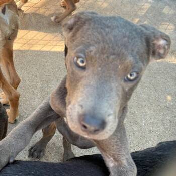 Mixed Breed Dogs Available for Adoption in Lake Jackson, Texas - Dexter | PetCurious