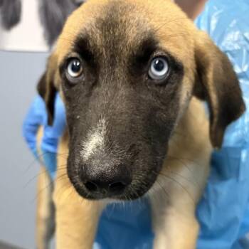 Ben -  Mixed Breed Dog for Adoption in Canal Winchester, Ohio - Ben | PetCurious