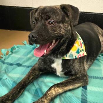 Baseball -  Mixed Breed Dog for Adoption in Gadsden, Alabama - Baseball | PetCurious